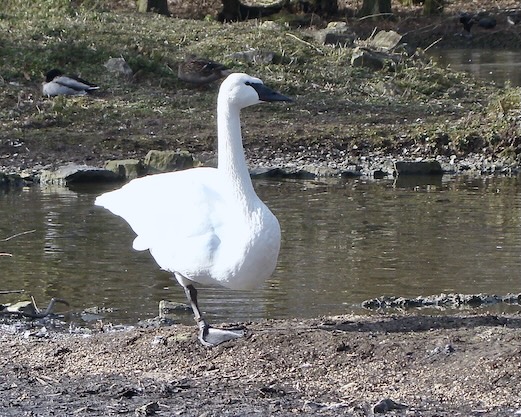 trumpeter swan